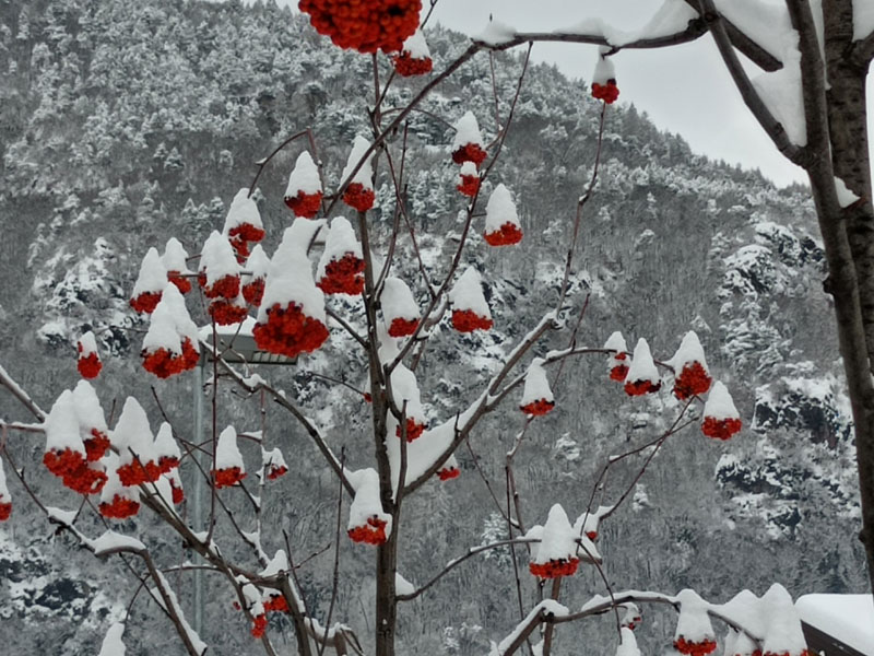 foto di un sorbo innevato zona di cembra