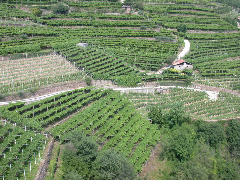 vigneti zona di valbona cembra