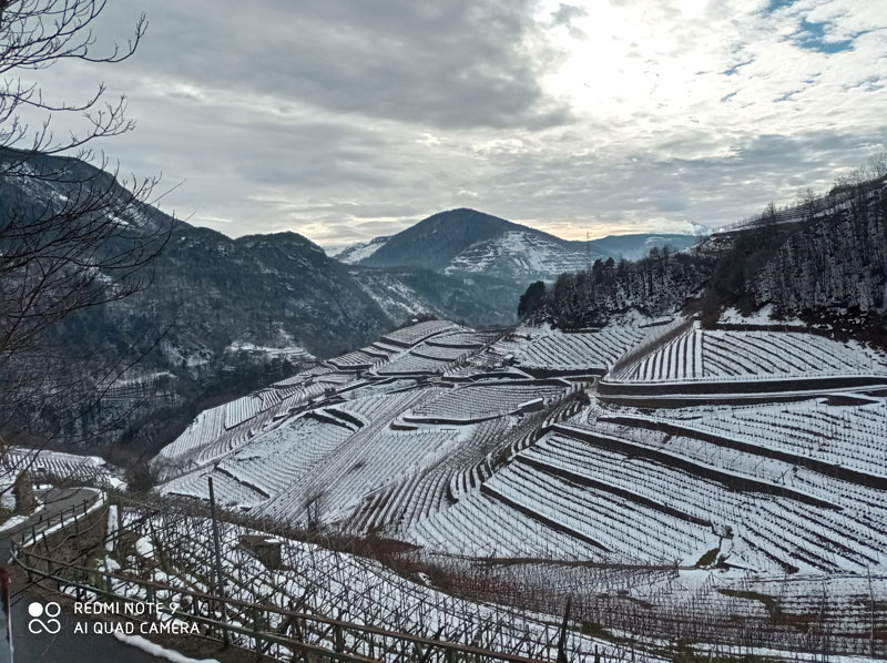 vigneti zona di fadana cembra