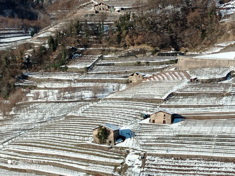 vigneti nella zona di faver