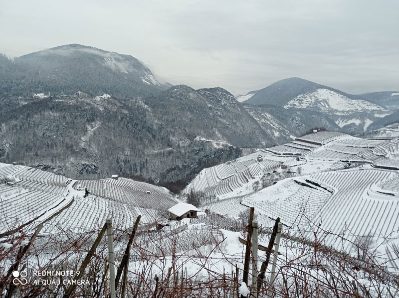 vigneti in inverno  zona muller thurgau cembra