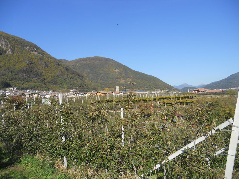 meleti in campagna rasa di cembra