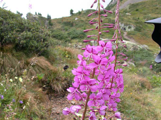 fiore di montagna